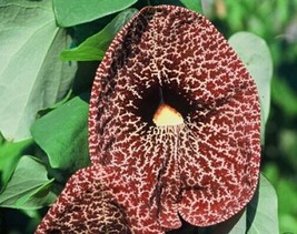 Fresh Aristolochia Grandiflora Pelican Flower 5 Seeds Ship From Usa - $23.90