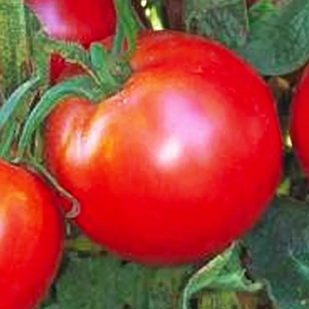 Bradley Tomato 250 Seeds non GMO - $6.55