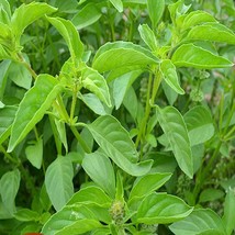 Lime Basil Culinary Herbs Fresh Seeds USA - £11.75 GBP