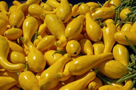 Grow In US Yellow Crookneck Squash Vegetable Seeds 50 &quot;&quot;Golden Summer&quot;&quot; Heirloom - £8.81 GBP