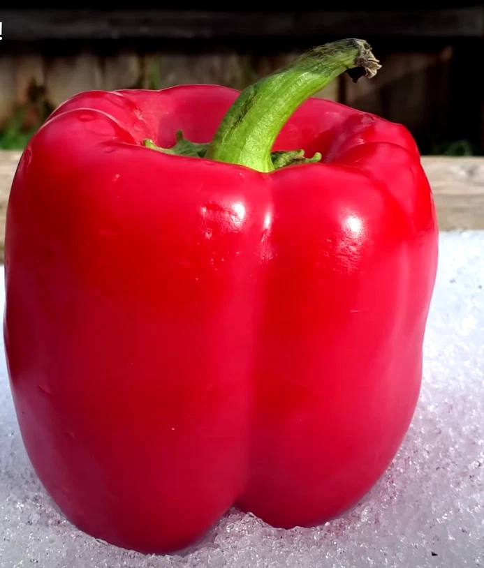 300+ Seeds - California Wonder Bell Pepper Mix Garden Vegetable Heirloom Non-gmo - $8.95