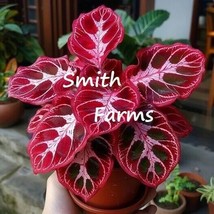 25 Seeds Crimson Trace Flower Red Fresh Seeds - $10.50