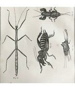 Walking Stick Crickets Katydids 1863 Victorian Farming Agriculture Insec... - €42,94 EUR