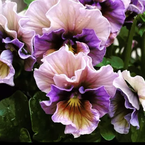 SYST 30 Seeds Pansy Viola Flower Style 14 Heirloom Seed Catalog Home Garden - $9.85