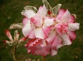 8 seeds / pack, Rosy Adenium Obesum One in Siam Desert Rose Flowers Seeds  - $24.99
