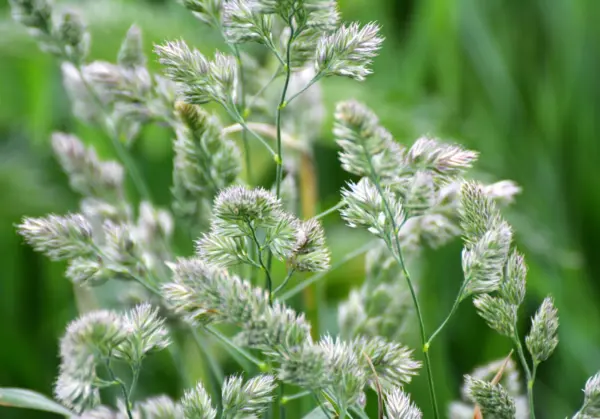 3000 Quickdraw Orchardgrass Dactylis Glomerata Sun Shade Bunchgrass Fresh Seeds - £14.38 GBP