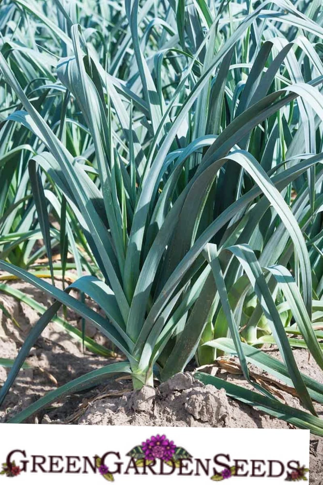 200 American Flag Leek Seeds Fresh Heirloom Usa | Fresh Harvest | Non-Gmo - $4.57 CAD