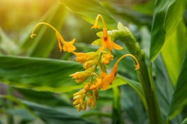 10 Seeds -Dancing Ladies Ginger- Ornamental Tropical -Yellow Blooms  - $5.99