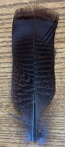Bronze Natural Undyed Pre0Tail Turkey Feather for Quills or Smudging! - €1,67 EUR