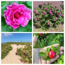 Guashi Store 50 Seeds Pink Beach Rose Seaside Sand Rose, Beach Tomato Rosa Rugos - £7.83 GBP