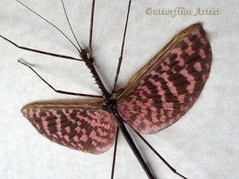 Diesbachia Tamyris Chocolate Pink Real Flying Stick Framed Entomology Sh... - $89.00