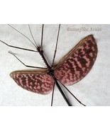 Diesbachia Tamyris Chocolate Pink Real Flying Stick Framed Entomology Sh... - $1,640.13 MXN