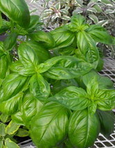 SEPTH Sweet Genovese Italian Basil Seeds Culinary Herb Makes Best Pesto - £3.20 GBP