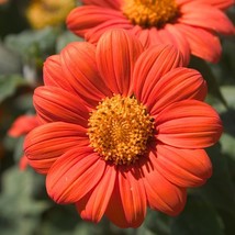 Mexican Sunflower Seeds, Orange, Tithonia, Attract Butterflies, Daisy-Like Bloom - £1.31 GBP+