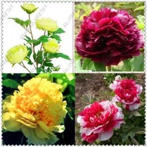 10pcs/bag chinese peony,peony root seeds, Chinese Pink Golden Purple Duble - £6.81 GBP