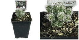 White Thimble Cactus - Cereus - Houseplant/Terrarium/FairyGarden - 2.5&quot; ... - £36.02 GBP