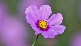 10 Big Blooming Purple Cosmos Flower Seeds - $87.29 MXN