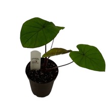 Colocasia Esculenta Garden Waikiki Elephant Ear Outdoor Live Plant 3in Pot - $61.40