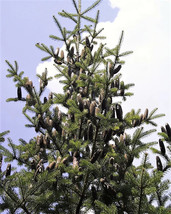 Fresh Seeds 30 Balsam Fir Tree Abies Balsamea Christmas Tree Silver Pine Canadia - $16.00