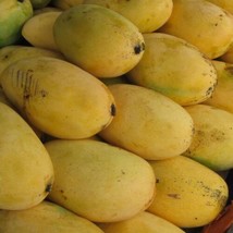 FROM US Live Tropical Fruit Tree 12” Mangifera (Mango Pineapple) TP15 - £37.47 GBP