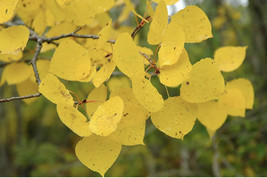 2-3 ft tall Quaking Aspen (Populus tremuloides), 2 year old plant - $36.00
