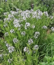 10 Shining Bluestar Ozark Or Showy Blue Star Amsonia Illustris Flower Se... - $20.78 CAD