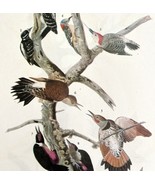 Five Woodpecker Types Bird 1946 Color Art Print John James Audubon Natur... - $39.99