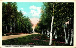 Birches Along Mohawk Trail Massachusetts MA UNP Unused WB Postcard E1 - £2.34 GBP