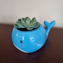 Happy Whale Planter with Live Succulent, 6" Blue Ceramic Animal Pot, Echeveria image 3