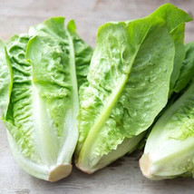 HT Little Gem Lettuce Seeds 500 Seeds Non-Gmo Seed Store 1107 Garden Seeds - $9.94