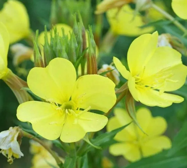 Evening Primrose Seeds 2000+ Common Biennial Yellow Flower Fresh Garden - £4.97 GBP