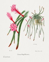 11470.Decor Poster.Room Wall.Home art design.Cactus flower.Biology illustration - £12.78 GBP+