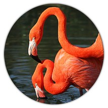 Flamingo : Gift Coaster Bird Tropical 2 Cute Bright Nature Animal Florida - £3.98 GBP