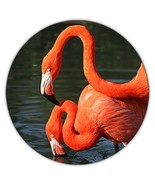 Flamingo : Gift Coaster Bird Tropical 2 Cute Bright Nature Animal Florida - $93.09 MXN
