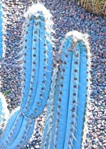 USA Store 20 Seeds Store Pilosocereus Pachycladus, Blue Color Columnar Cacti Cac - £11.77 GBP