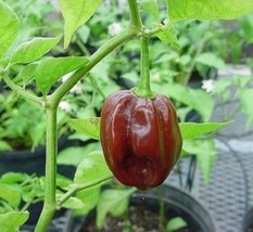 50 Hot Brown Habanero Pepper Capsicum Chinense Seeds - £5.09 GBP