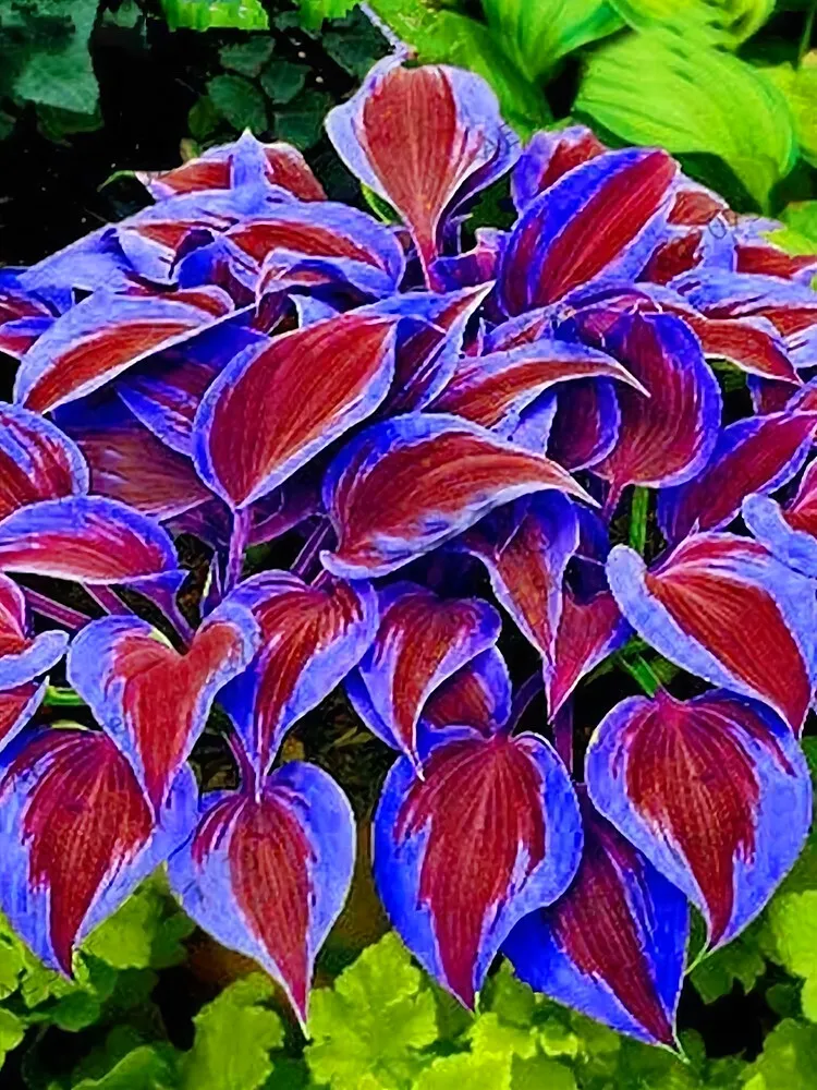 Hosta Seeds Deep Red and Blue Leaf Plant Flower Planting 100 Seeds Garden - £6.27 GBP
