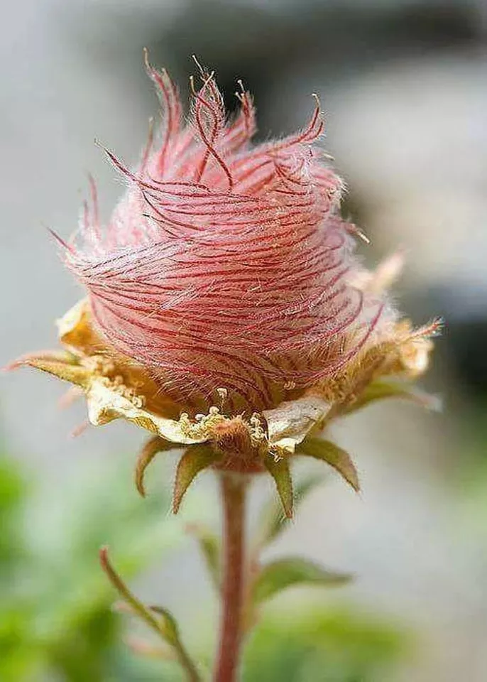 50 Seeds Geum Praire Smoke Cherry Drop Deer Resistant Perennial Flower Seeds - £7.15 GBP