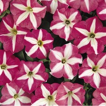 150 Pelleted Seeds Petunia Seeds Petunia Carpet Rose Star GARDEN STARTS ... - $56.99