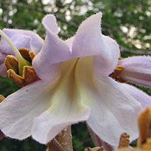 Fast Ship USA Seller Paulownia Tomentosa Empress Or Princess Tree 50 Seeds - $24.00