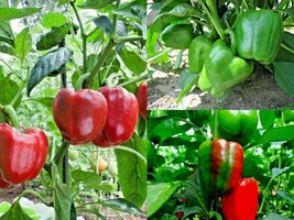 101+CALIFORNIA Wonder Sweet Bell Pepper Vegetable Garden Container Seeds - £10.19 GBP