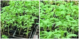 Lot Of 3 Rare Old German Tomato Live Plants 6 To 10 Inches 60+ Days Old - A01 - £54.34 GBP
