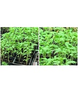 Lot of 3 RARE OLD GERMAN TOMATO LIVE PLANTS 6 to 10 inches 60+ days old ... - £53.35 GBP