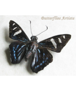 Blue Mangrove Skipper Phocides Pigmalion Butterfly Framed Entomology Sha... - $111.27 CAD