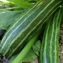 Cocozelle Zucchini Seeds Organic Squash Fresh Garden - $5.96