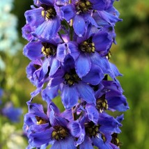 Delphinium Elatum Magic Fountains Color Mix Seed Fresh Fast Shipping - $199.28 MXN