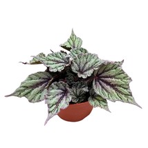 Begonia Rex Merengue in a 6 inch Pink Silver - £21.41 GBP