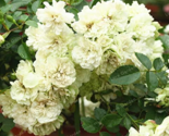 Ground Cover Roses Seed Flower Seed Ground Cover Flower - $9.49