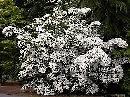 White/Chinese Dogwood (Cornus Kousa) 10 Seeds - $6.98