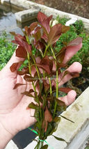 3x Live Aquarium Plants Ludwigia Repens Bunch Freshwater Red Freshwater - £41.42 GBP
